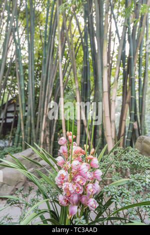 Foresta di Bamboo prugna Fiore strada prato in primavera a Chengdu, Cina Foto Stock