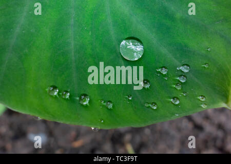 Il verde delle foglie di una pianta sono coperti con perle di acqua. Foto Stock