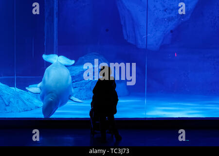 Le balene beluga in Haichang Ocean Park, Shanghai Foto Stock