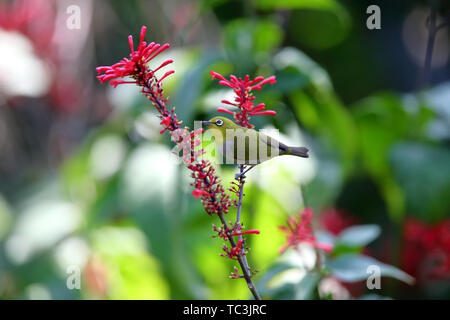 Fiori e uccelli foto, verde scuro ruggine-eyed bird con pollo corona letto jazz Foto Stock