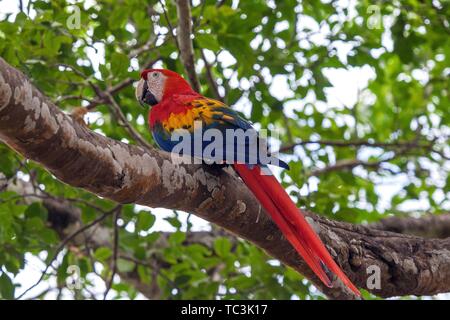 Scarlet Macaw (Ara Macao), seduto su un ramo di un albero, provincia di Guanacaste, Costa Rica Foto Stock