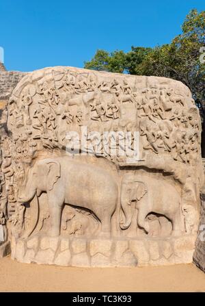 Close-up di elefanti a Arjuna la penitenza o discesa del Gange, rock di rilievo con figure di elefanti e l induismo figure, Mahabalipuram Foto Stock