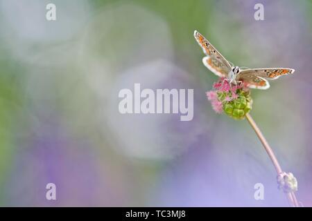 Comune di blue butterfly (Polyommatus icarus) seduti sulla pianta, Austria Inferiore, Austria Foto Stock