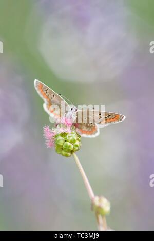 Comune di blue butterfly (Polyommatus icarus) seduti sulla pianta, Austria Inferiore, Austria Foto Stock