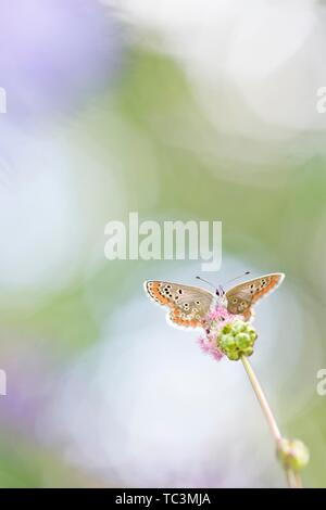 Comune di blue butterfly (Polyommatus icarus) seduti sulla pianta, Austria Inferiore, Austria Foto Stock