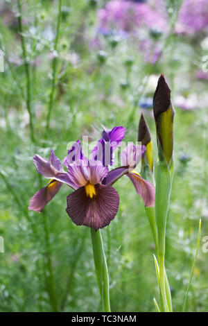 Iris hollandica "Bellezza nera' fiore in primavera. Foto Stock