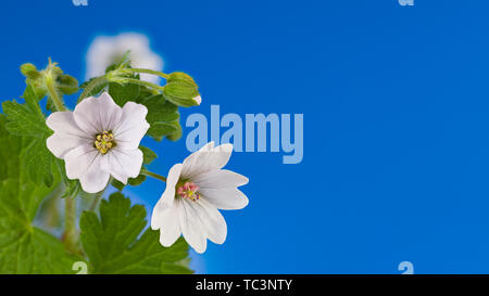 Fioritura cranesbills. Atipico di colore bianco. Geranium pyrenaicum. Fioritura romantica e gemme, cielo sereno. Verde peloso di foglie e di steli in backgroud blu. Foto Stock