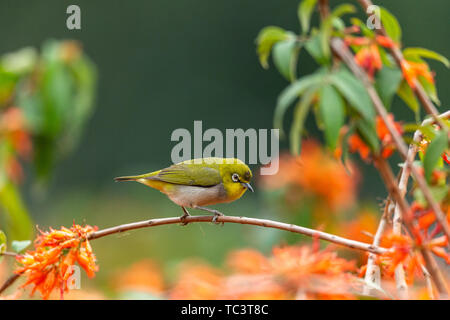 Un verde scuro ricamato uccello su un ramo di fiori. Foto Stock