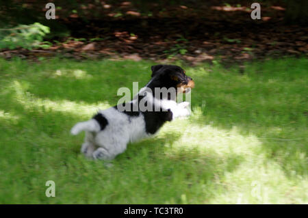 Il cucciolo è in esecuzione sull'erba. Il piccolo cane arriva a conoscere il mondo con curiosità. Giovane cacciatore. Foto Stock