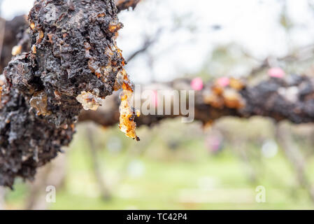 Pesche fresche di gomma a forma di cuore e di altre forme in un albero di pesco. Foto Stock