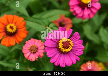 Crisantemo butterfly Foto Stock