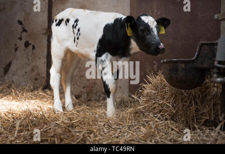 Bianco e nero vitello in paglia di fienile vicino abbeveratoio in agriturismo nei Paesi Bassi Foto Stock