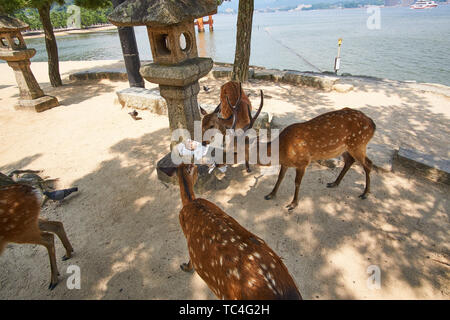 Giapponese cervi sika (Cervus nippon) lotta oltre il privilegio di mangiare un opuscolo turistico vicino lanterne di pietra al santuario di Itsukushima sull'isola di Miyajima. Foto Stock