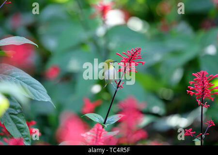Fiori e uccelli foto, verde scuro ruggine-eyed bird con pollo corona letto jazz Foto Stock