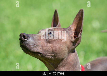 Ritratto di american glabre terrier cucciolo. Gli animali da compagnia. Cane di razza. Foto Stock