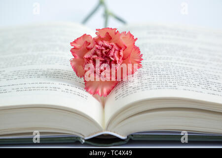 Garofani e libri Foto Stock