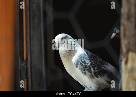 Ritratto di un piccione specifico in una gabbia. Chiudi immagine di splendida piccioni di diverso tipo. Foto Stock