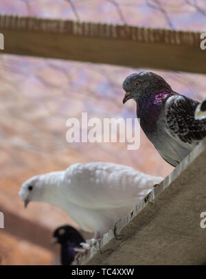 Ritratto di un piccione specifico in una gabbia. Chiudi immagine di splendida piccioni di diverso tipo. Foto Stock