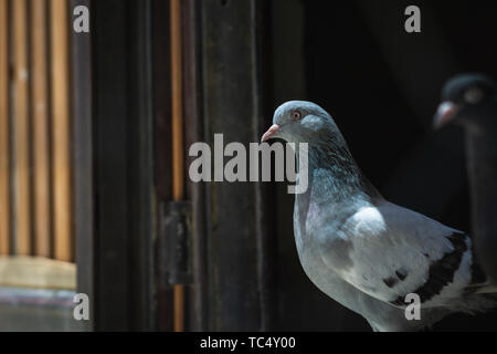 Ritratto di un piccione specifico in una gabbia. Chiudi immagine di splendida piccioni di diverso tipo. Foto Stock