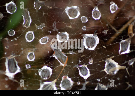 Foto macro di gocce d'acqua fresca su una ragnatela con sfondo bokeh di fondo Foto Stock