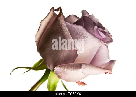 Un Rosa Lilla fiore fotografati contro uno sfondo bianco. Foto Stock