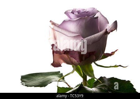 Un Rosa Lilla fiore fotografati contro uno sfondo bianco. Foto Stock