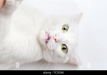 Ritratto di Angora Turco Gatto, 1 anno 1 mesi di età, si trova di fronte a uno sfondo bianco Foto Stock
