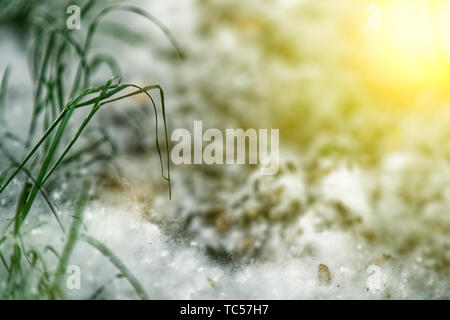 Il PIOPPO lanugine sulla terra come estate neve, giornata di sole nel parco pubblico. Flying pioppo bianco fluff. Bella e verde foglia sul ramo di un albero con th Foto Stock