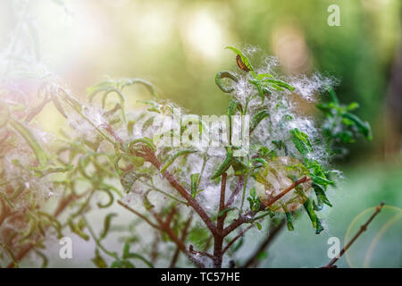 Il PIOPPO lanugine sulla terra come estate neve, giornata di sole nel parco pubblico. Flying pioppo bianco fluff. Bella e verde foglia sul ramo di un albero con th Foto Stock