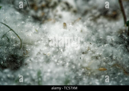 Il PIOPPO lanugine sulla terra come estate neve, giornata di sole nel parco pubblico. Flying pioppo bianco fluff. Bella e verde foglia sul ramo di un albero con th Foto Stock