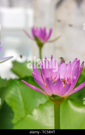 Close-up di rosa fiori di loto con diverse api battenti e di impollinazione. Foto Stock