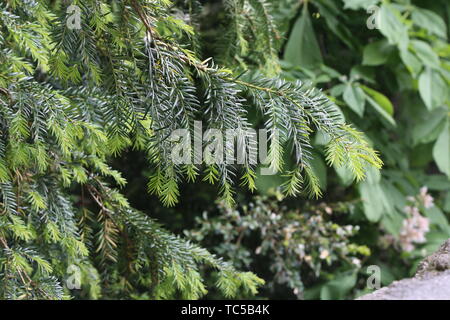 Ramo di abete rosso su una verde sfondo sfocato. Foto Stock