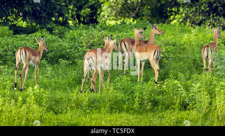 Africa Zimbabwe, animali, naturale primitivo, impala, Zambezi Foto Stock