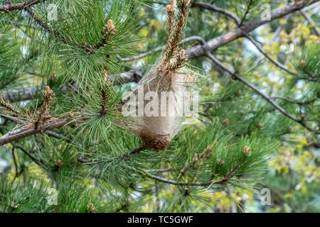 Web del Pine processionary caterpillar infettato un pino Foto Stock
