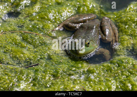 Bullfrog Foto Stock