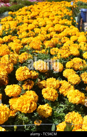 African Calendula fiori al flower show di Kodaikanal Tamil Nadu, India Foto Stock