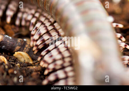 Millepiedi keniota Telodeinopus aoutii mangiando frutti, classe: Diplopoda viene strisciando su bastoni di legno e substrato di cocco. Macro. Il retro è olive Foto Stock