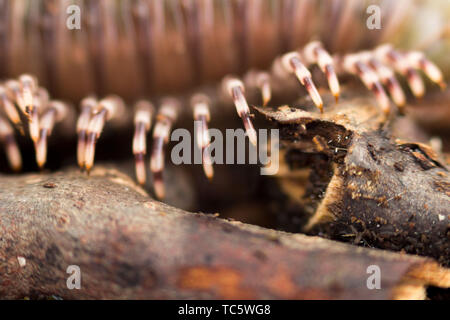 Millepiedi keniota Telodeinopus aoutii mangiando frutti, classe: Diplopoda viene strisciando su bastoni di legno e substrato di cocco. Macro. Il retro è olive Foto Stock