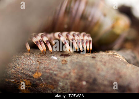 Millepiedi keniota Telodeinopus aoutii mangiando frutti, classe: Diplopoda viene strisciando su bastoni di legno e substrato di cocco. Macro. Il retro è olive Foto Stock