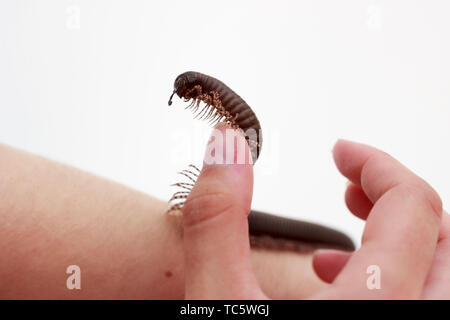 Millepiedi keniota Telodeinopus aoutii mangiando frutti, classe: Diplopoda viene strisciando sulle mani. È velenoso. Essa dà off acido cianidrico, da w Foto Stock