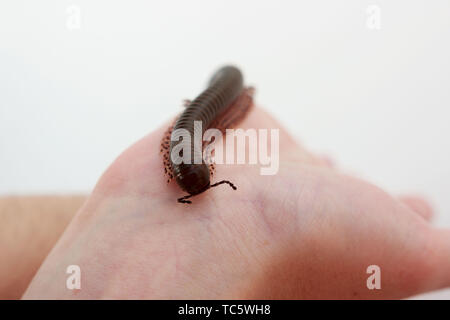 Millepiedi keniota Telodeinopus aoutii mangiando frutti, classe: Diplopoda viene strisciando sulle mani. È velenoso. Essa dà off acido cianidrico, da w Foto Stock