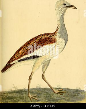 Incisione del grande Bustard femmina (Otis tarda), dal libro "Una storia naturale di uccelli da Eleazar Albin, William Derham e Jonathan Dwight, 1731. La cortesia Internet Archive. () Foto Stock