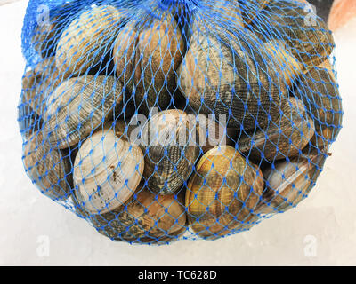Crudo fresco VONGOLA DURA nel sacco su ghiaccio,vicino. Foto Stock