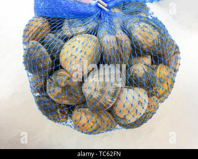 Crudo fresco quahog nel sacco su ghiaccio,vicino. Foto Stock