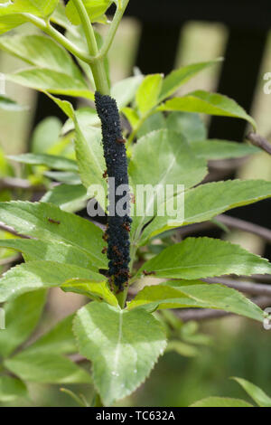 Afidi è custodito da formiche sul impianto di estrazione di melata Foto Stock