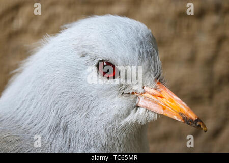 Testa di un minacciate e in pericolo kagu (Rhynochetos jubatus) un uccello nel trimestre vista frontale Foto Stock