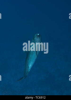 Napoleone pesce (Cheilinus undulatus), Rangiroa Atoll, Polinesia francese. Foto Stock