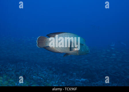 Napoleone pesce (Cheilinus undulatus), Rangiroa Atoll, Polinesia francese. Foto Stock