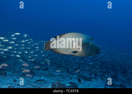 Napoleone pesce (Cheilinus undulatus), Rangiroa Atoll, Polinesia francese. Foto Stock