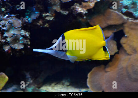 Giallo Butterflyfish Longnose nuotare tra i coralli in London Zoo Acquario, ZSL London Zoo di Londra, Regno Unito Foto Stock